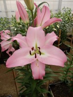 [3451 Pink Step No02.JPG]